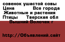 совенок ушастой совы › Цена ­ 5 000 - Все города Животные и растения » Птицы   . Тверская обл.,Вышний Волочек г.